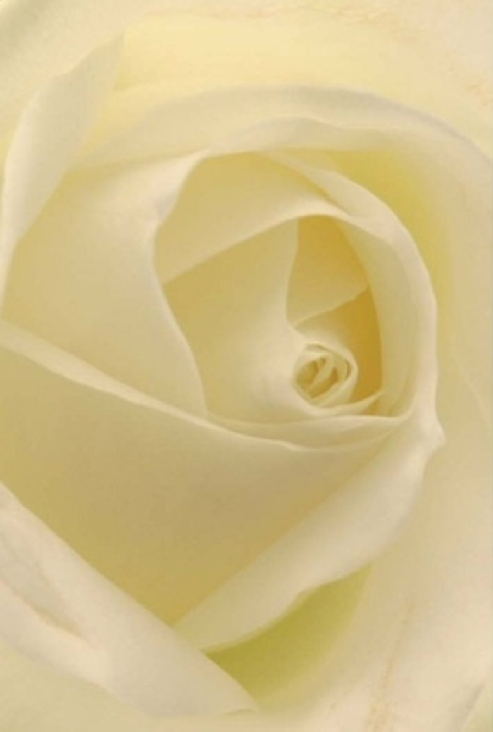 Seen up close through the lens of a Canary Wharf florist, this luxurious white rose radiates both tranquility and sophistication. The petals-shades of pure white softened with gentle cream-are layered in perfect harmony, capturing the luminosity that spills across Canada Square's terraces during golden hour. Each petal spirals with an elegance that speaks of purity, resilience, and considered emotional intention, making it an ideal choice for weddings, anniversaries, or sincere apologies in the heart of Docklands. The perfectly curled centre and expertly arranged outer layers reflect the artistry and care invested in every floral creation at Canary Wharf Flowers. Light shimmers through each fold, revealing delicate shadows that give the rose soulful dimension. A barely-there fragrance, reminiscent of a fresh morning in Cabot Square, lingers in the air. The whole presentation exemplifies understated beauty, suited for any occasion where sincerity, refinement, and grace are desired-crafted locally and available for thoughtful same-day delivery throughout the Canary Wharf area.